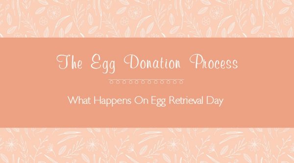 The Egg Donation Process for Egg Donors - Egg Retrieval Day