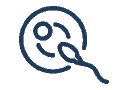 embryo and sperm icon